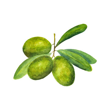 Image of green olives. Watercolor illustration for textiles, web, packaging.