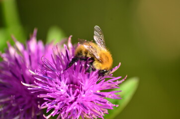Abeille en train de polliniser