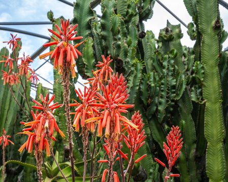 Aloe arborescens growing in a cactus garden in South tyrol, Italy