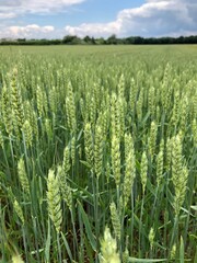 Weizenfeld im Frühling bei bewölktem Himmel