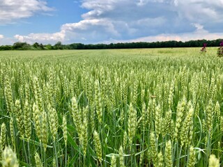 Weizenfeld im Frühling bei bewölktem Himmel