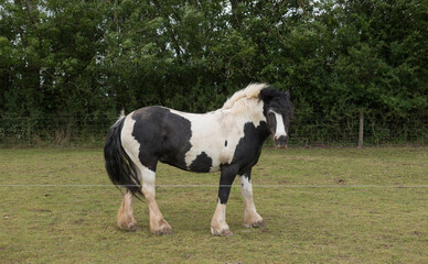 animal, background, black, black and white, bright, carthorse, countryside, devon, domesticated, draft horse, draught, dray, electric, england, english, farm, fence, field, grass, grazing, green, grou