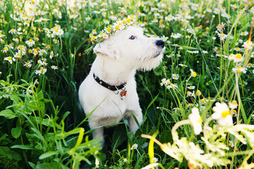 Cute dog Jack Russell Broken in wreath of flowers sits on grass in camomile meadow. Pet care concept.