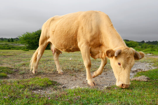 Cows grazing fresh green grass on the field. Farm. Animals graze on a meadow. Cows on pasture. Milk and meat industry. . High quality image