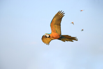 A yellow macaw parrot flew away from the flock.