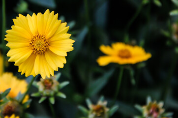 Yellow flowers in the garden. Evening garden.