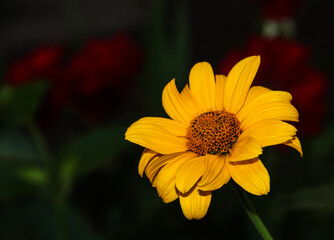 Yellow flowers in the garden. Evening garden.