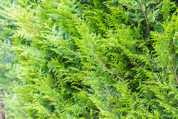 Hedge close up. Beautiful natural background. Perfect for backdrop. Colorful