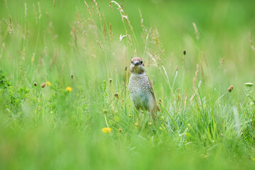 Red-backed shrike (Lanius collurio) female in the grass