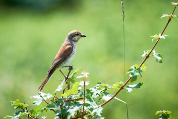 Red-backed shrike (Lanius collurio) female sitting on a branch