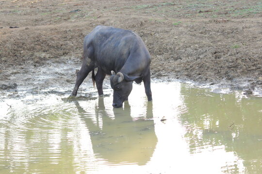 Young murrah buffalo standing in mud and drinking  water in water pond in small village in India 
