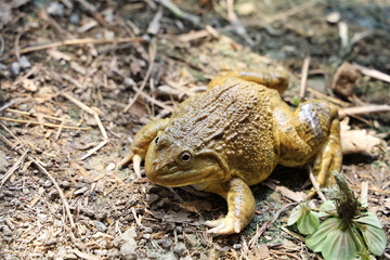 The green frog on floor near the river at thailand