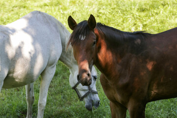 Naklejka premium Horses graze in the summer on the meadow