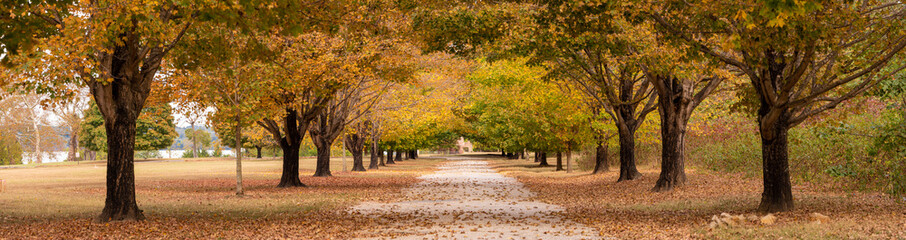 Autumn Tree-lined Country Road of Orange Maple Tree Foliage Panorama