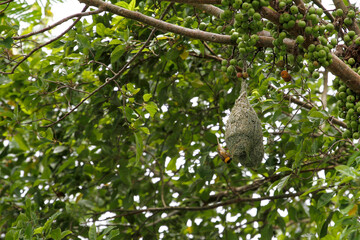 The small bird is build the nest bird on tree in nature at thailand