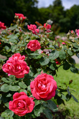 pink roses in garden
