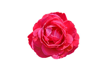  red rose isolated on white background