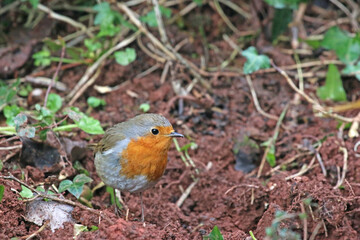 Robin standing on the earth	