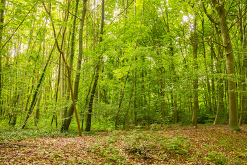 Beautiful wild forest during the spring season on a sunny day. Green foliage. Luxurious peaceful nature & sunlight. Gorgeous preserved landscape. Normandy, France.