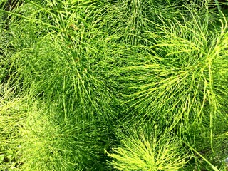 Green sunny grass plant background