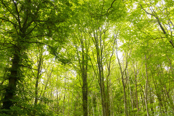 Beautiful wild forest during the spring season on a sunny day. Green foliage. Luxurious peaceful...