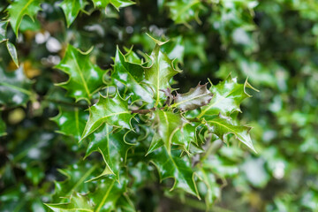 Beautiful holly leaves from a bush. Perfect background/ backdrop texture image. Macro close up.