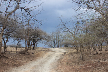 road between dry forest with stormy clouds in India 