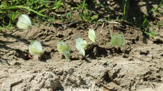 Viele Kleine Kohlwei&szlig;linge (Pieris rapae) und Gr&uuml;nader-Wei&szlig;linge (Pieris napi) beim Saugen im Uferschlamm eines T&uuml;mpels