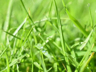 Close up of beads of morning dew on grass blades