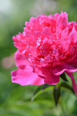 pink peony flower close up