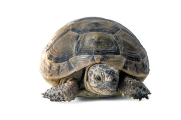 land turtle Testudo graeca isolated on white background