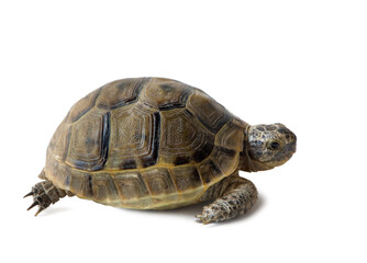 land turtle Testudo graeca isolated on white background