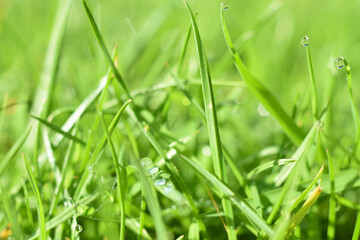 Close up of beads of morning dew on grass blades