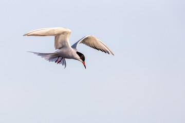 Common tern Sterna hirundo full from sight in hoovering flight with bright background