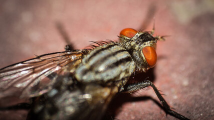 A fly sits on brick macro photography in village.