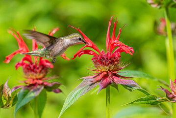Obraz premium Hummingbird hovering over red bee balm flowers in garden