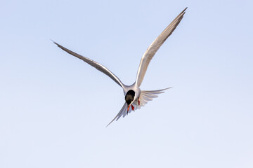 Common tern Sterna hirundo full frontal in flight with bright background