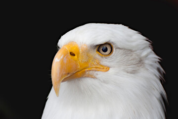 Bald Eagle - Haliaeetus leucocephalus in front of a black background