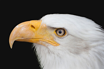 Bald Eagle - Haliaeetus leucocephalus in front of a black background