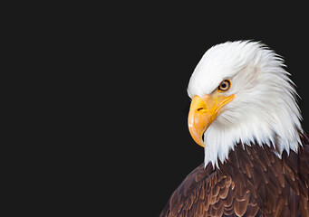 Obraz premium Bald Eagle - Haliaeetus leucocephalus in front of a black background