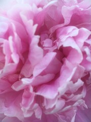 Pfingsrose Pink