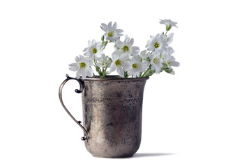 White flowers Cerástium isolated on white background