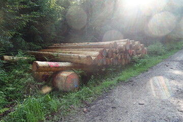 Fototapete bei efototapeten.de bestellen   