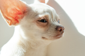 Chihuahua dog puppy of white color. Walking and caring for domestic dogs