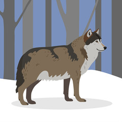 Gray wolf in a realistic style in the winter forest. The wolf is walking in the forest. Winter scene.