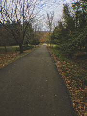 Fototapeta na wymiar autumn in the park and a path
