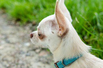 Chihuahua dog puppy of white color. Walking and caring for domestic dogs