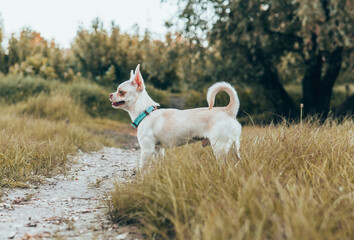 Obraz na płótnie Canvas white puppy chihuahua dog walking on a green meadow