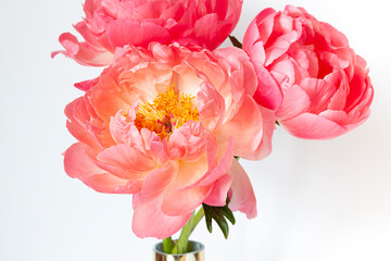 A bouquet of fresh beautiful coral peonies close up on the white background