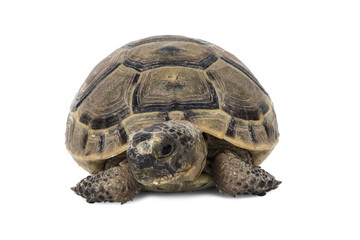 Obraz premium land turtle Testudo graeca isolated on white background